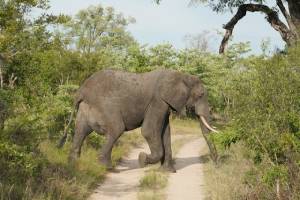 African Elephant Conservation Project