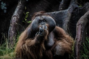 Orangutan Rehabilitation