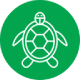 Sea turtles