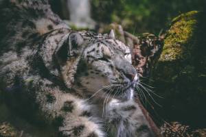The Snow Leopard