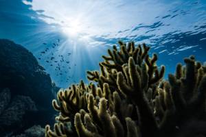 The Great Barrier Reef